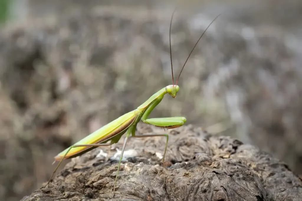 Czy modliszka żyje w Polsce? Odkryj jej zasięg i ochronę