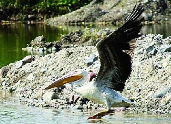 Czy pelikany żyją w Polsce? Rzadkie obserwacje i migracje tych ptaków